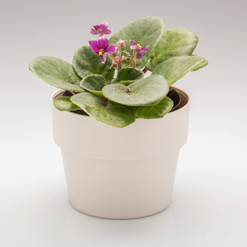 Vaso-Cultivar-G-165-x-165-x-15cmLinha-Plantar-Ou-Ambientada